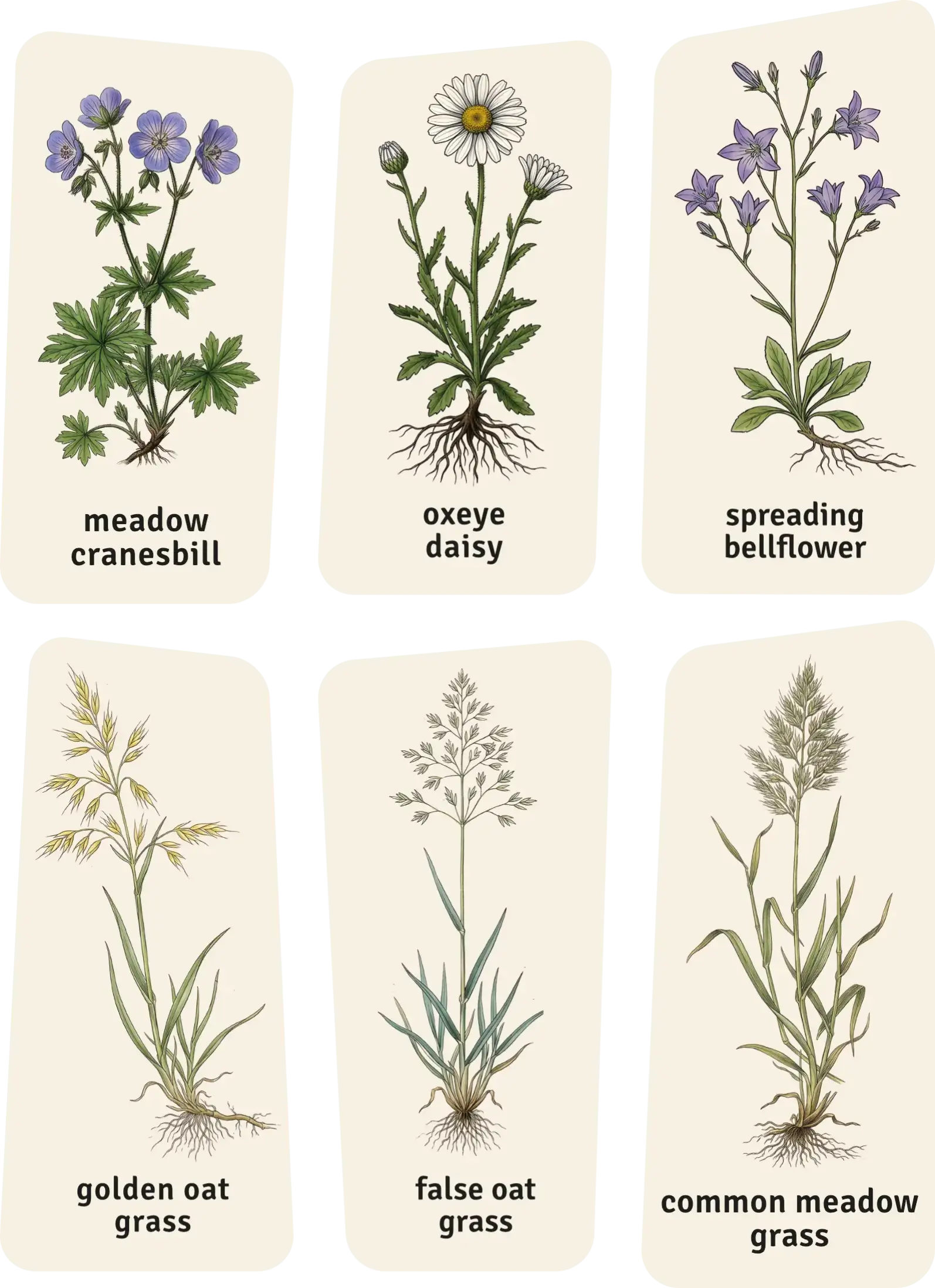 Meadow plants: meadow cranesbill, oxeye daisy, spreading bellflower, golden oat-grass, false oat-grass, common meadow grass