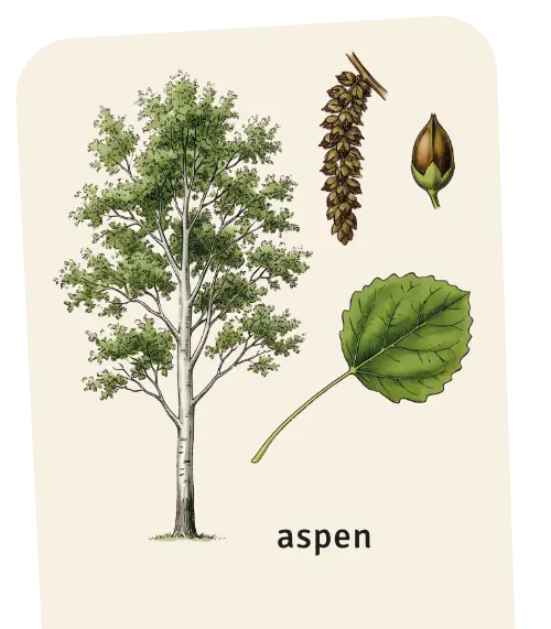 Aspen