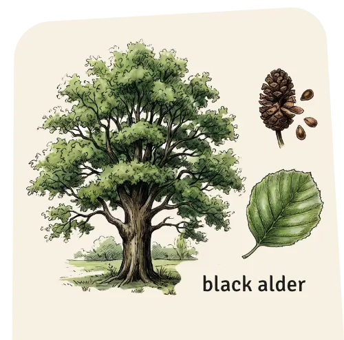 Black alder