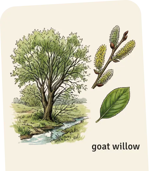 Goat willow