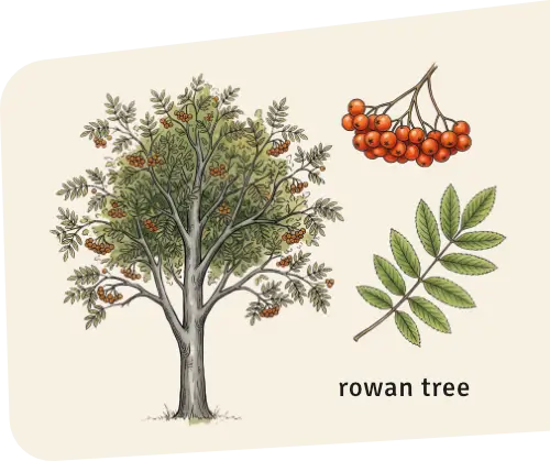 Rowan tree
