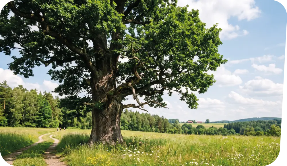 Old oak tree in a meadow